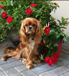 a brown dog sitting next to a potted plant with red flowers on the ground