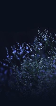 some white flowers in the dark on a black background