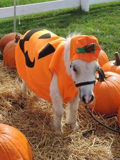 a white horse wearing a pumpkin costume standing in hay