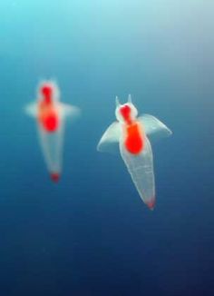 two red and white birds floating in the water with their wings spread out to look like they are looking at each other