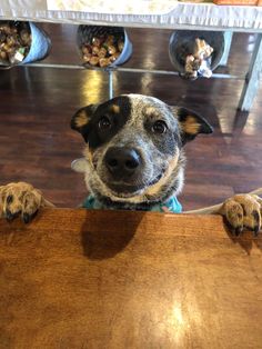 a dog is looking over the edge of a table