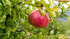 an apple hanging from a tree with leaves