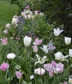 many white and pink flowers in a garden