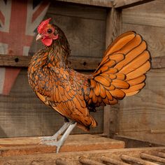 a brown and black rooster standing on top of wooden pallets in front of a british flag