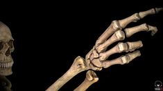 an image of a skeleton holding the arm and hand out to touch it's wrist