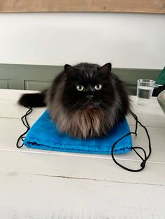 a fluffy black cat sitting on top of a blue towel