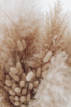 some very pretty dried plants in the snow