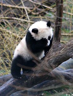 a panda bear sitting on top of a tree branch