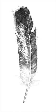 a black and white drawing of a feather