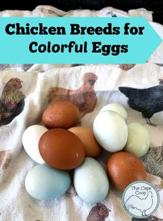 chicken breeds for colorful eggs on a towel with chickens in the background and text overlay that reads, chicken breeds for colorful eggs