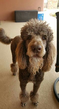 a brown dog standing on top of a carpeted floor