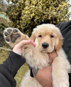 a person holding a puppy in their arms