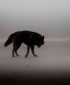 a black wolf walking across a sandy beach on a foggy day with footprints in the sand