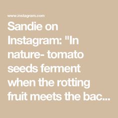 the words sandie on instagramm in nature tomato seeds ferment when the rotting fruit meets the bac