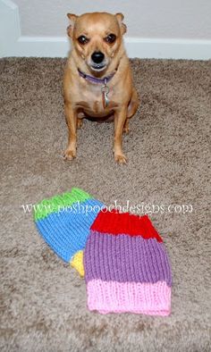 a small dog sitting on the floor next to two knitted hats