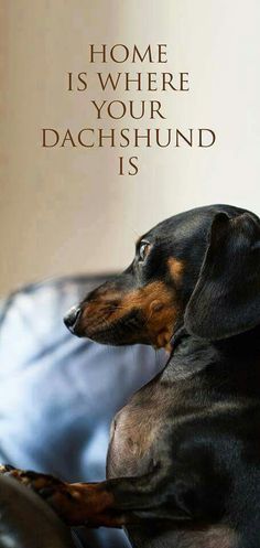 a black and brown dog sitting on top of a couch next to a quote that reads, home is where your dachshund is