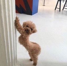 a small brown dog standing on top of a white floor next to a door way