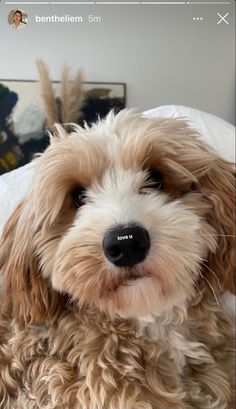 a close up of a dog on a bed