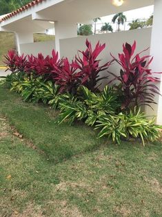 some very pretty plants in front of a white building with red flowers on the side