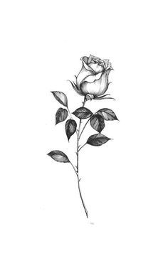 Single Rose Tattoos, Rose Drawing Tattoo, Rose Tattoos For Women, Small Rose Tattoo, Tattoo Templates, Petite Tattoos, Spine Tattoos, Art Tattoos, Small Rose