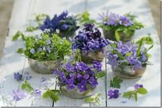 purple flowers are in small pots on a table