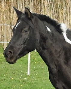 a black and white horse standing on top of a lush green field