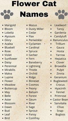 Flower Cat Names | Pets Names Girl Cat Names, Warrior Cat Names, Raw Cat Food Recipes, Dragon Names, Biblical Names, Flower Cat, Name Inspiration, Unique Baby Names