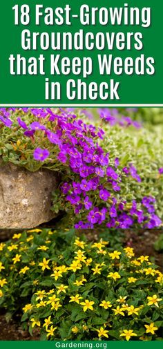 18 Fast-Growing Groundcovers that Keep Weeds in Check Perennial Garden Plans, Shade Garden Plants, Garden Remedies, Creative Christmas Trees, Garden Plans, Fast Growing Plants, Ground Cover Plants, Flower Gardens, Garden Yard Ideas