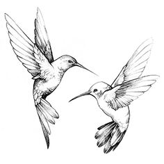 two hummingbirds flying next to each other