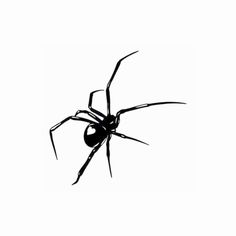 a black widow spider silhouetted against a white background