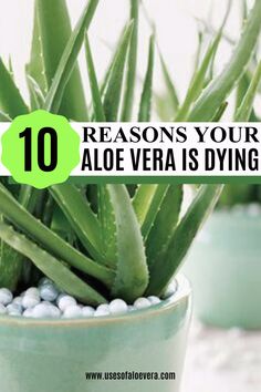 aloe vera plants in blue pots with text overlay reading 10 reasons your aloe vera is dying