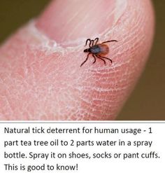 a spider on the tip of a human's thumb with caption about it