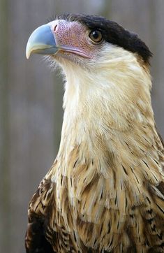 a close up of a bird of prey