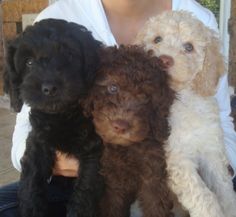 a woman is holding three puppies in her lap