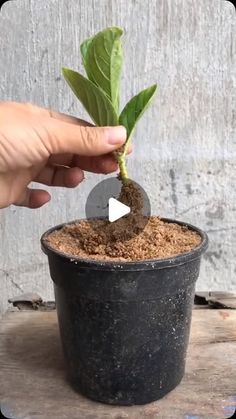 a person is holding a plant in a pot with dirt on the bottom and leaves growing out of it