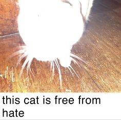 a white cat sitting on top of a wooden floor next to a table with the caption that reads, if this cat is free from hate