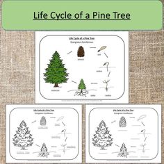 the life cycle of a pine tree