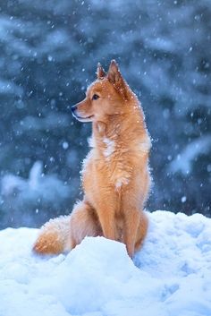 a brown dog sitting on top of snow covered ground