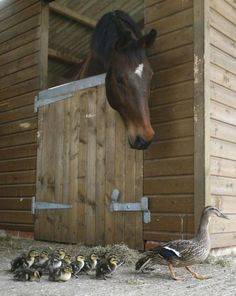 a horse standing next to a bunch of ducks in front of a wooden barn door