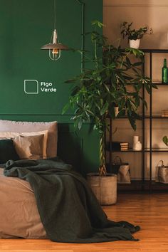 a bedroom with green walls and wooden flooring is pictured in this image, there is a plant on the bed