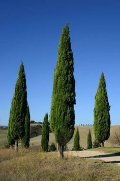 several tall trees in the middle of a field