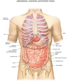 diagram of the human body organs labeled in