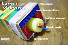 the layers of bone are labeled in this image, including an apple and two pieces of material