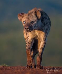 a spotted hyena walking across a dirt field