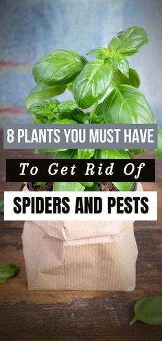 a potted plant with the words 8 plants you must have to get rid off spider and pests