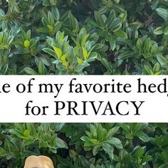 there is a sign that says state of my favorite hedges for privacy