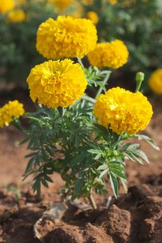 some yellow flowers are growing in the dirt