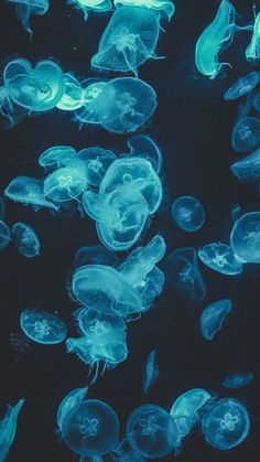 many jellyfish are swimming in the water