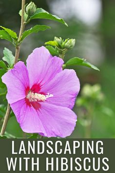 a pink flower with the words landscaping with hibiscus