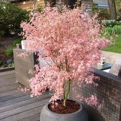 a pink tree in a pot on a wooden deck